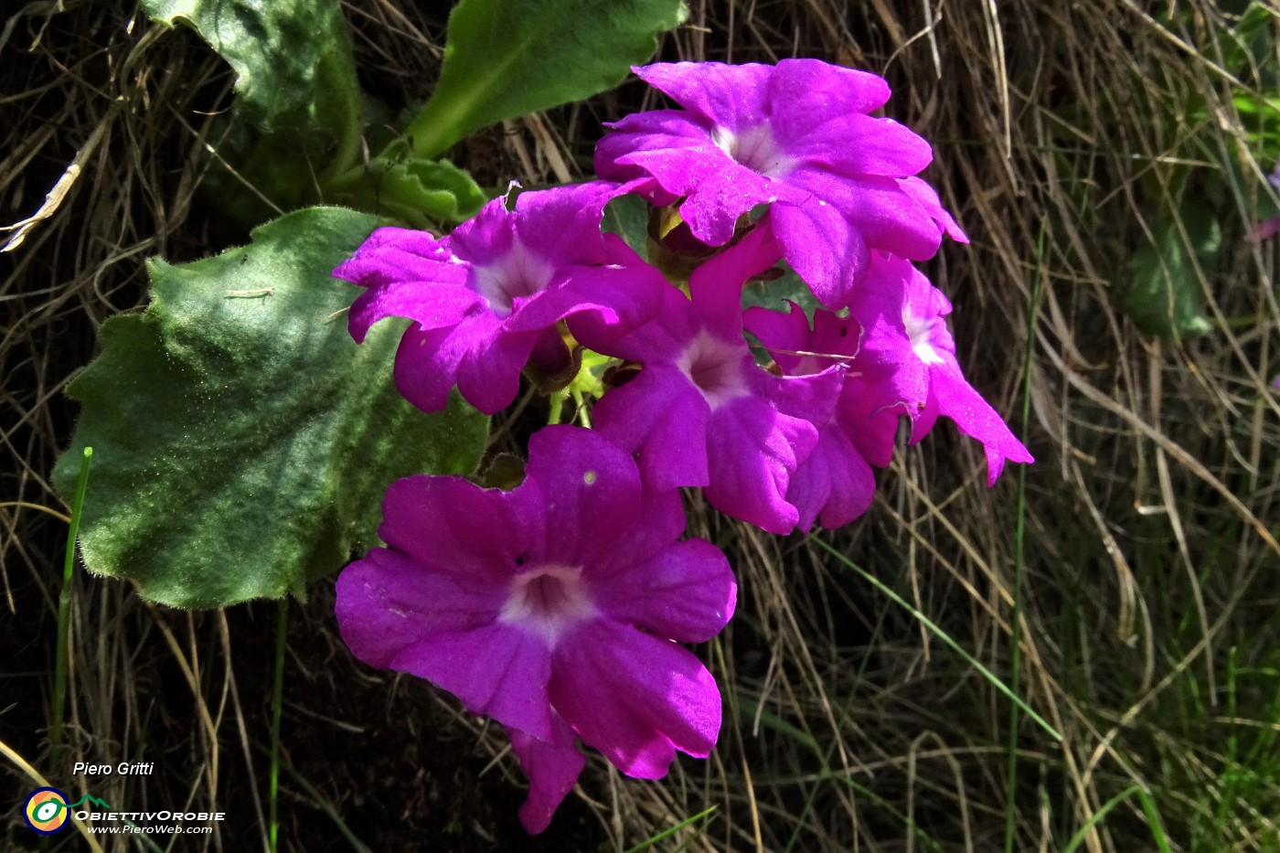 28 Primula irsuta (Primula hirsuta).JPG